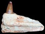 Cretaceous Crocodile Jaw Section With Tooth - Kem Kem Beds #50626-1